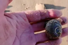 5分钟体验赶海全过程，全是美味的海鲜，简单好吃的做法