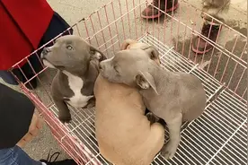 狗市上的小斯塔福梗，这种狗狗毛发摸着很舒服，几位女生爱不释手