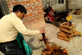 为何蜜蜂不刺养蜂人，看就明白了。视频封面