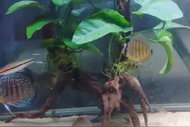 吓人！小伙买了个鱼缸加热棒一个月1200度电