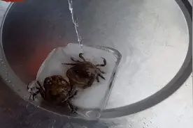 螃蟹放冰箱里冷冻24小时，用热水化开后，还能活吗