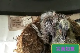 幼鸽翅膀向外翘到底有没有影响？完美如意现场讲解视频封面