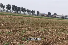 花生缺苗，什么时候补种为最佳时期，千万不要错过了