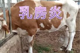 犊牛断奶的同时要关注母牛的乳房健康，得了乳房炎要早点治疗！视频封面