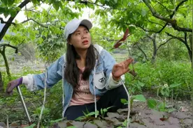 小妹来找野生紫苏，野生的卖30块一斤，妹子挖了20株拿回家种视频封面