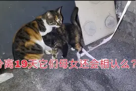 小奶猫与猫妈妈分离19天，再次重逢它们还会相认么？真得很惊喜