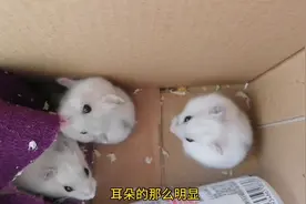 我的仓鼠乖不乖？耳朵竖起来真像狐狸