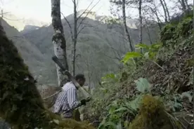 漆树仔榨出的新鲜漆油，高温油炸蜂蛹，再配上老米酒，你敢喝吗？