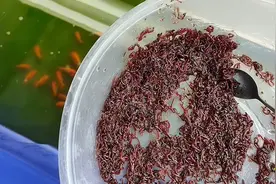 这么好的红虫投喂下去 居然有两条金鱼不吃 原来是忙着谈恋爱视频封面