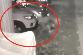 8旬老人养十几条流浪狗，半夜疯咬小区轿车，车主找谁说理？视频封面