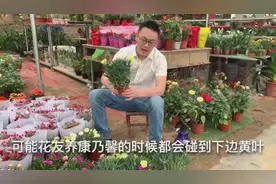 养“康乃馨”碰到枯萎、黄叶不要慌，掌握好这两点就能开花爆盆！视频封面