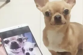 吉娃娃偷情被揭发，本以为够惨了，没想到主人一句话更加惊人视频封面