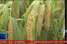 北谷南种小米在宾阳县种植获得成功视频封面
