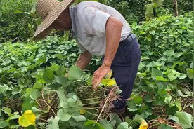 田里的番薯地被老鼠捣鼓了，老农民教你一招物理办法，吓跑老鼠