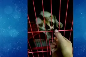 义乌一对夫妻买猴子当宠物，出售时没等来问价买家却等来民警