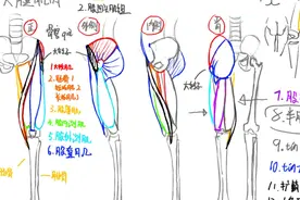 人体绘画中最难的部位讲解—大腿肌肉结构2