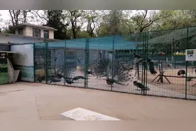 星期六的济南动物园人满为患，办了年票真方便，随时随地看动物