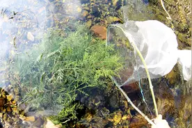 小伙拿起抄网抄起溪水中的诱虾松柏，抖一抖高兴坏了，果然有货！