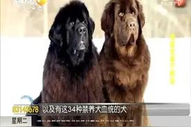 西安警方整治犬患 三环内禁养三环外不得出户视频封面