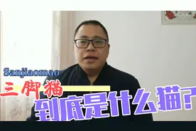 “三脚猫”到底是只什么样的猫？