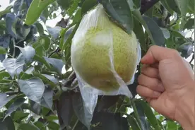 砚山县稼依镇侨园梨，全国独有，这是我吃过最好吃的梨视频封面