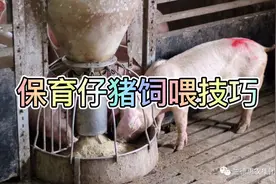 保育猪饲喂技巧视频封面