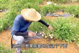 小伙以前认为人参果长在树上，来云南人参果基地才知道长地上