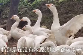 五龙鹅年产蛋最高210枚，在鹅界产蛋最高爱吃杂草好养，一起看看