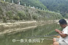 水位降低后肉眼都能看到的大鱼，有什么方法能让它上钩