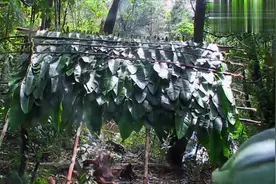 开局一裤衩——吃喝全靠捡（蹄鼠野味篇）视频封面