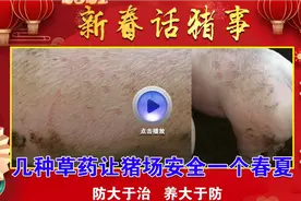 猪身上起小红点 猪湿疹 猪咳嗽 猪不吃 猪瘟  猪瘙痒 几种药搞定