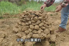 盖了一个大窑窑鸡，全过程花了5个小时把鸡窑熟，味道挺香的值了