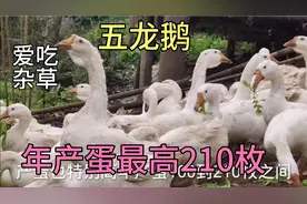年产蛋最高210枚的鹅，好养喜欢吃杂草，看你们知道什么品种吗？
