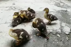 听说这种鸭子长大后即使生气也不会叫，发不出声音，不知是什么鸭