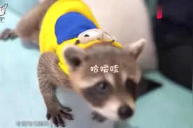 养一只2.6万的小浣熊是什么体验？浣熊抱住主人的脖子不肯下来！视频封面