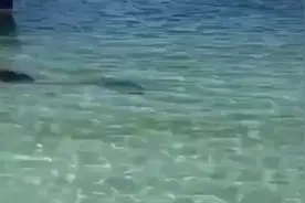 奥买噶，到底是谁吃谁？