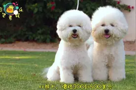 世界10大名犬，第一名的狗狗贵得嚇死人！！！！🙀视频封面