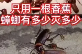 只用一个香蕉皮去除蟑螂视频封面