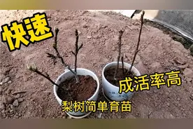 梨树最简单的育苗方法…
