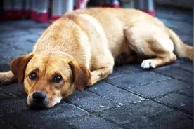 中华田园犬很低端?请大家好好看看土狗在国外的地位和价格!视频封面