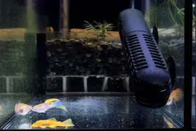 为什么母鱼生完以后鱼缸水质会变差，至于鱼缸换水量也需根据实际