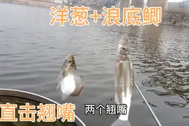 户外野河野钓鲫鱼，发现洋葱的目标鱼