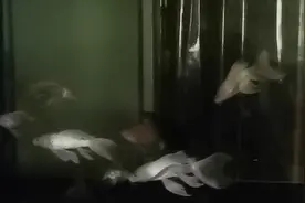 养观赏鱼遇停电咋办？1.2米鱼缸12条蝴蝶鲤没电状况下能撑多久？