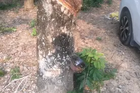 都说海南空气好，看看生活在海南农村的环境，确实不一祥！