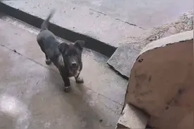 家门口突然出现一条小黑狗一直跟着我，难道它喜欢上我啦？视频封面