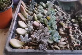 立秋后的第三天叶插苗半个月没浇水了，用这种方法，长得快损失小