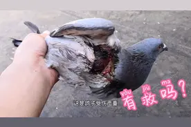 残酷的鸽赛，这只优秀赛鸽前胸和嗉囊破裂，食水不进，还有救吗？视频封面