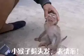 理发的小猴子表情包视频封面