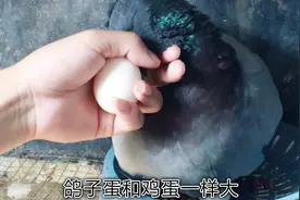 没见过这么大的鸽子蛋，竟然和鸡蛋一样大，你们见过吗？视频封面
