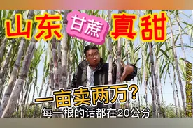 山东小伙第一年种甘蔗获丰收，一亩甘蔗卖两万，效益有这么好吗？